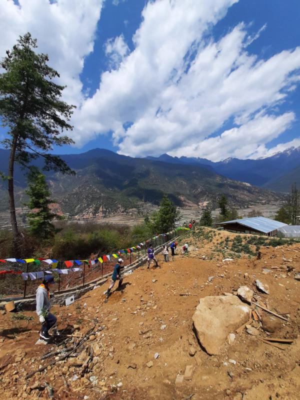 Plantation of saplings