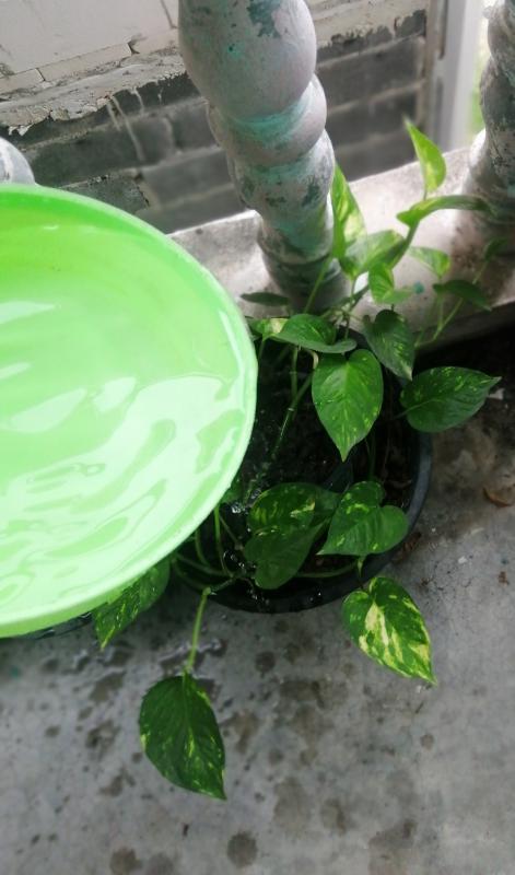 รดน้ำต้นไม้