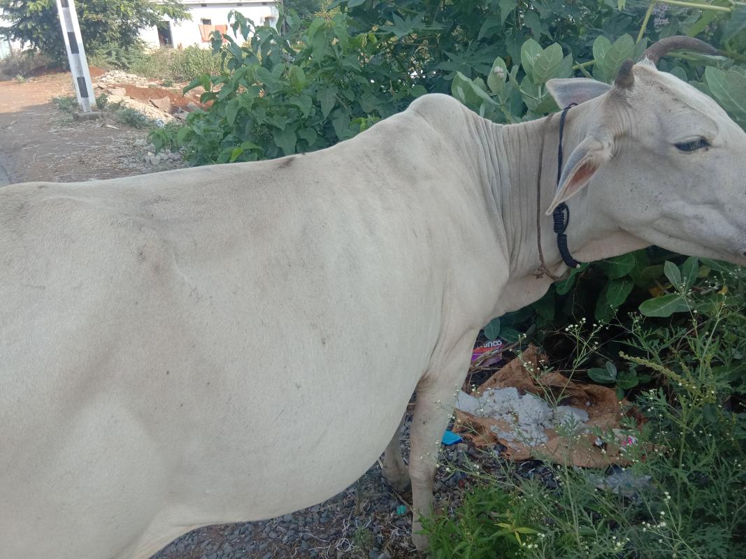 SUSTAINABLE DEVELOPMENT GOALS, UNIT LEADER, RANGERS AND ROVERS, S. B. SC. H. S. SCHOOL KONISI GANJAM 