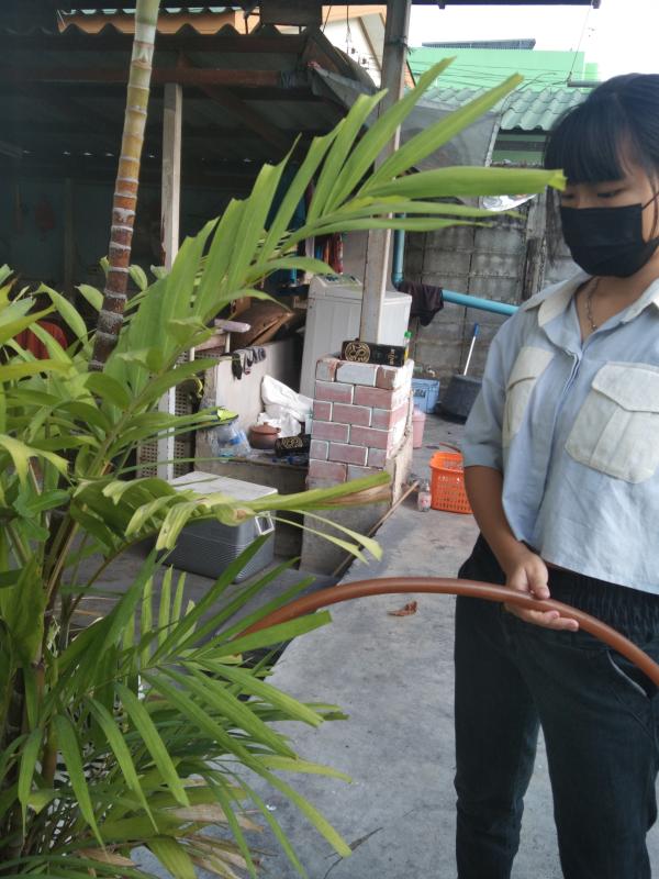 ลดน้ำต้นไม้