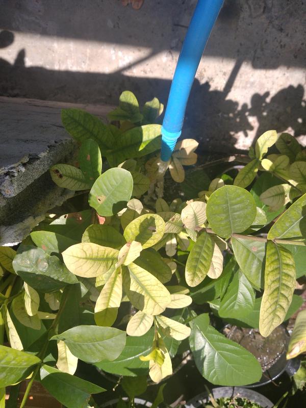 จิตอาสา