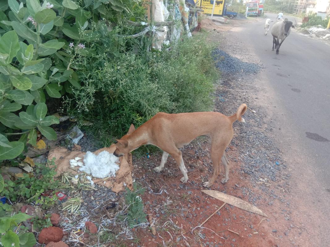 feed the hunger, climate action, life on land, Monalisa Das 