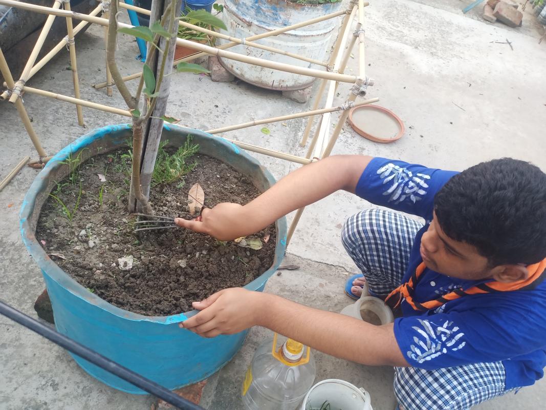 গাছ পরিষ্কার করা 