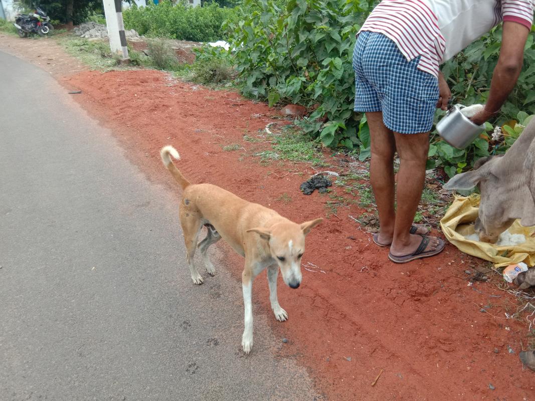 ##feed the hunger##life on land ##climate action ##bsgsankalp, Monalisa Das