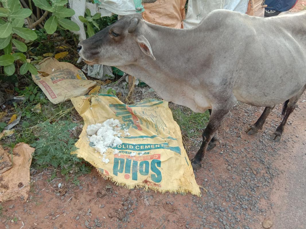 ##zero hunger ##feed the need ##climate action ##friends to birds and animals ##bsgsankalp ##BSGindia 