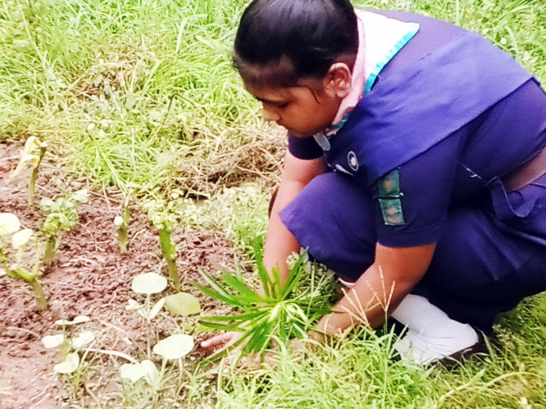 SANKALP 2.0 ACTIVITY 5  LOCKDOWN GARDEN .