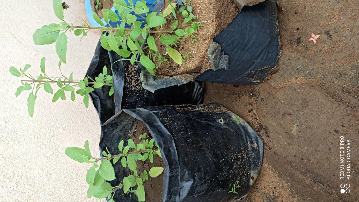 SANKALP 2.0 #Activity