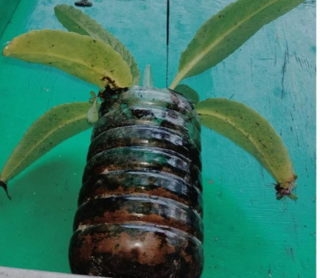 PROJECT PEACE planted tree