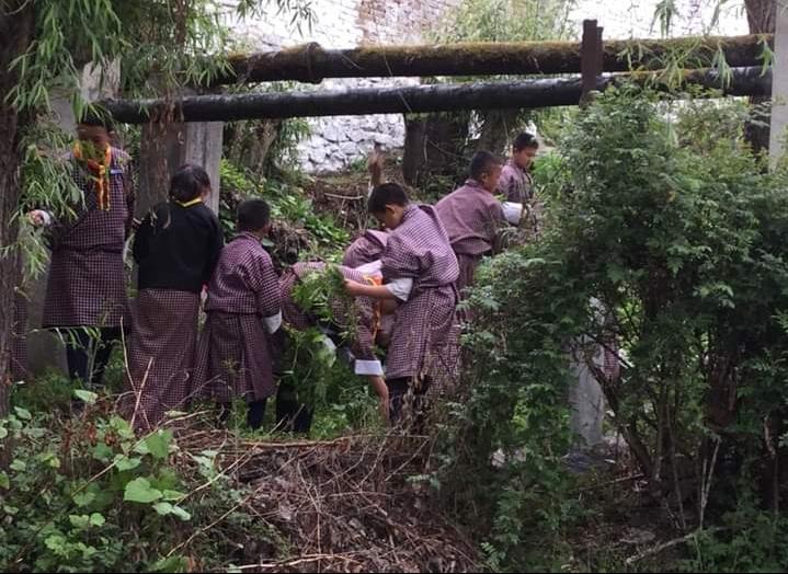 Marijuana Plant Rooting
