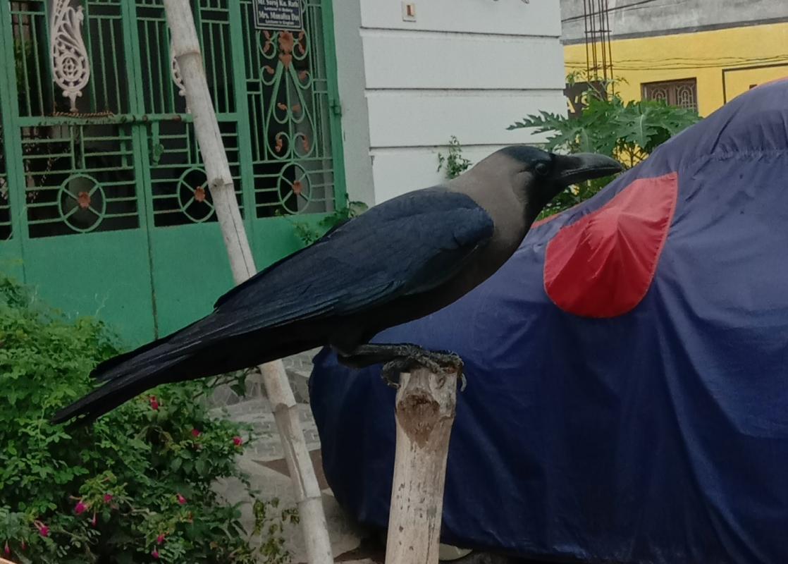 ##no hunger ##feed the need ##climate action ##life on land ##bsgsankalp Monalisa Das Ranger leader S. b. sc. h. s. school konisi Ganjam 