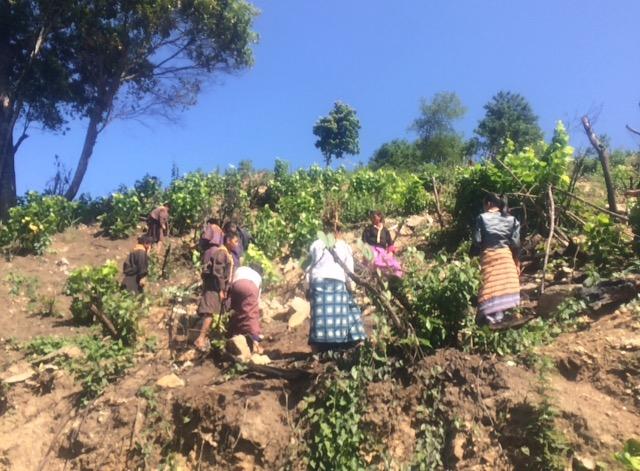 Broom plantation