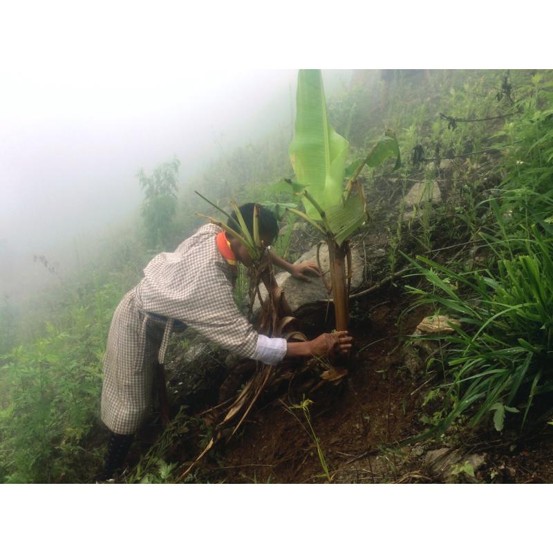 Social Forestry Day