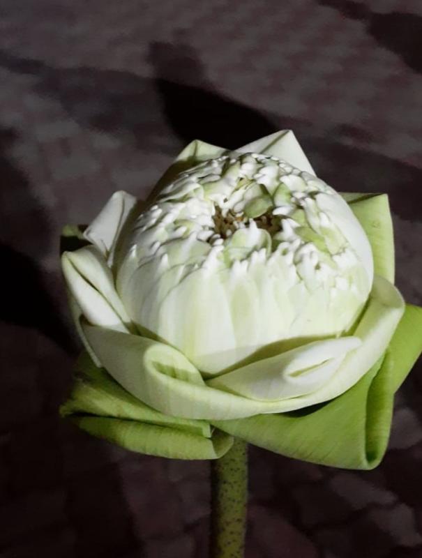 ทำความดี