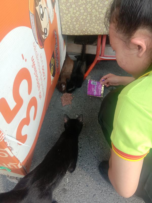 ให้อาหารแมวจรจัด