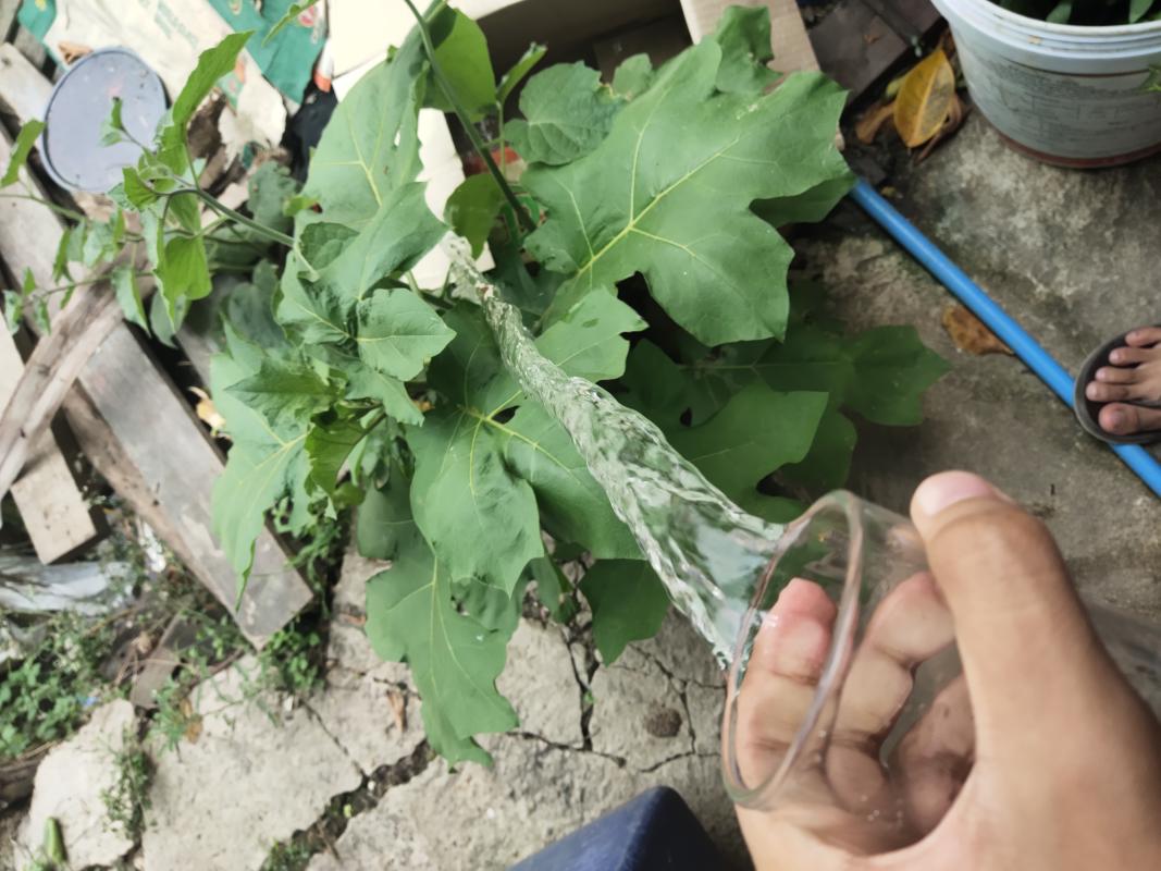 รดน้ำต้นไม้