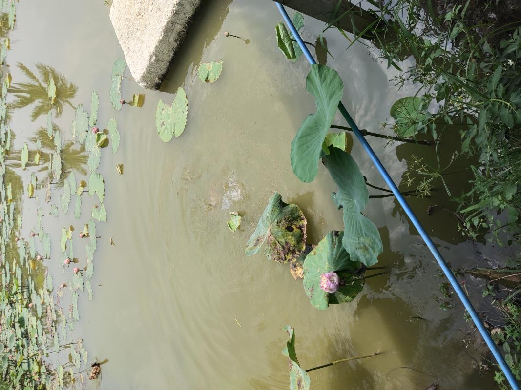 ให้อาหารปลาในบ่อ