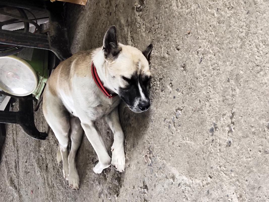 ให้อาหารหมาจนหลับ