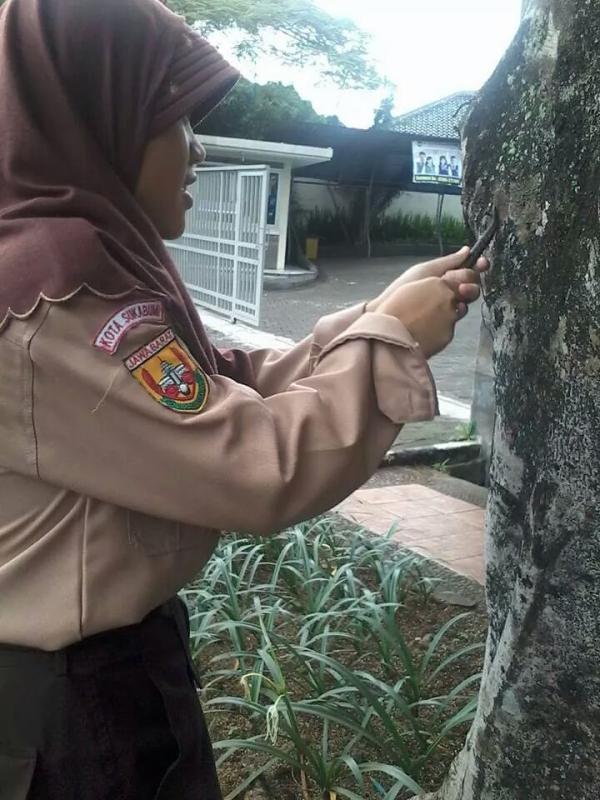 200 Reading Volunteers of PRABUHI-Sukabumi Team Pulling out Nails from Trees