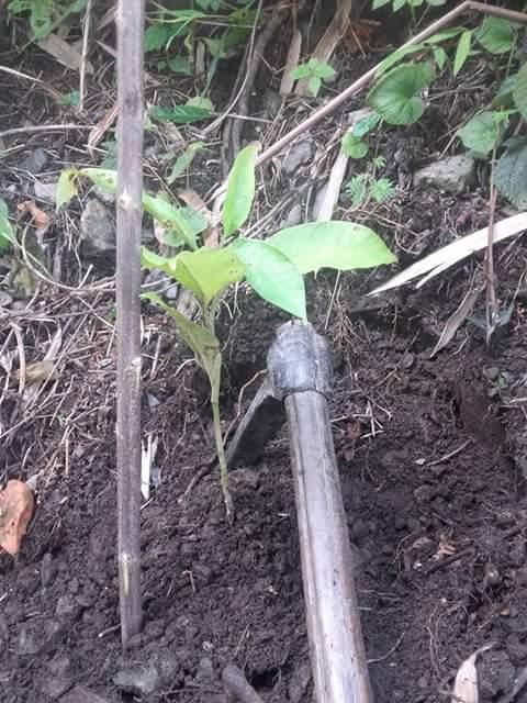 Green Bhutan