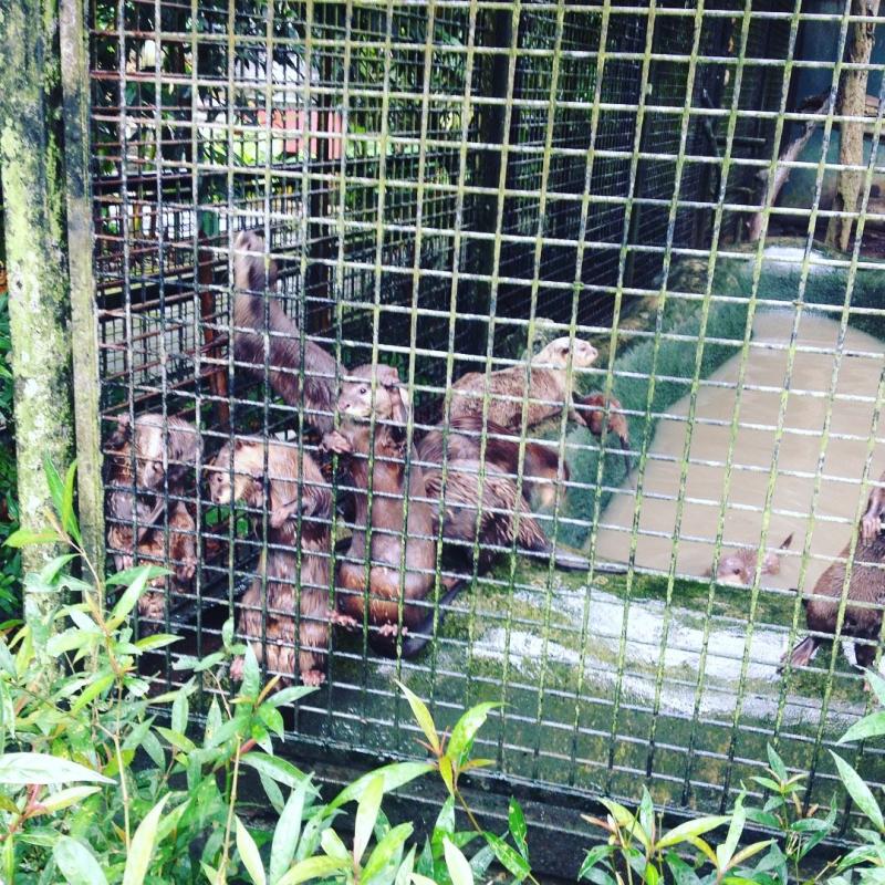 Kasihkan Binatang! Sukarelawan di Zoo Negara !