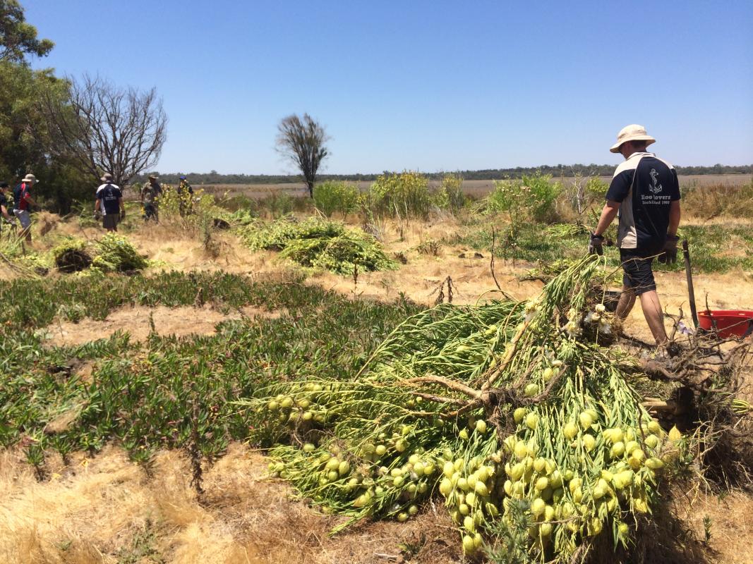 Rovers Provide Service as Part of Moot