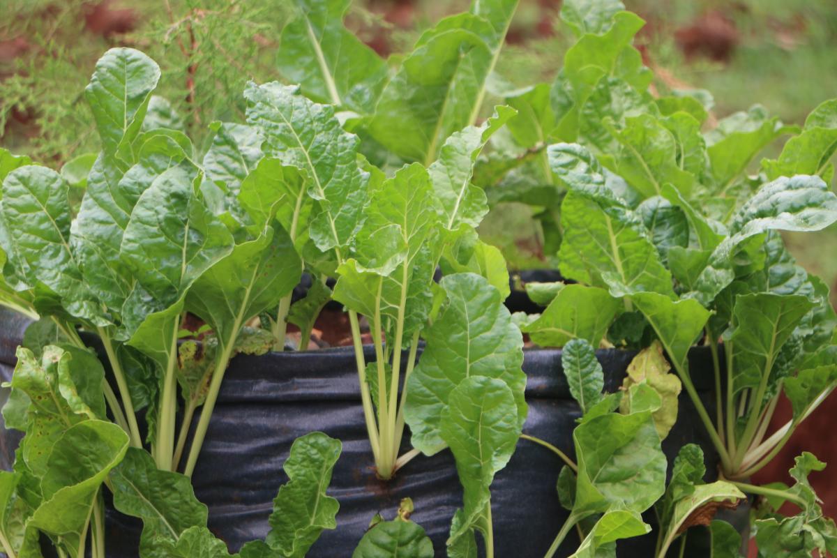 Scouting for Hope Kenya progresses in Smart Agriculture