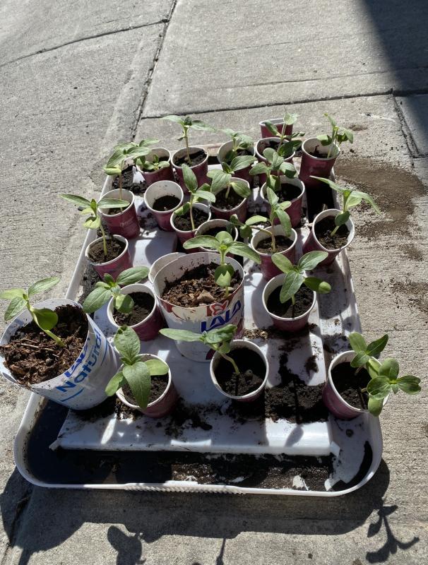 Proyecto de Sustentabilidad