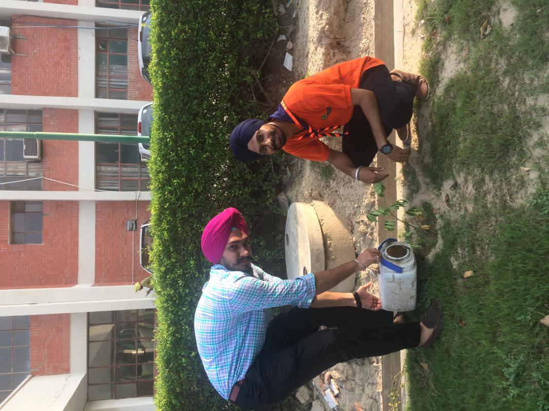 Tree Plantation 