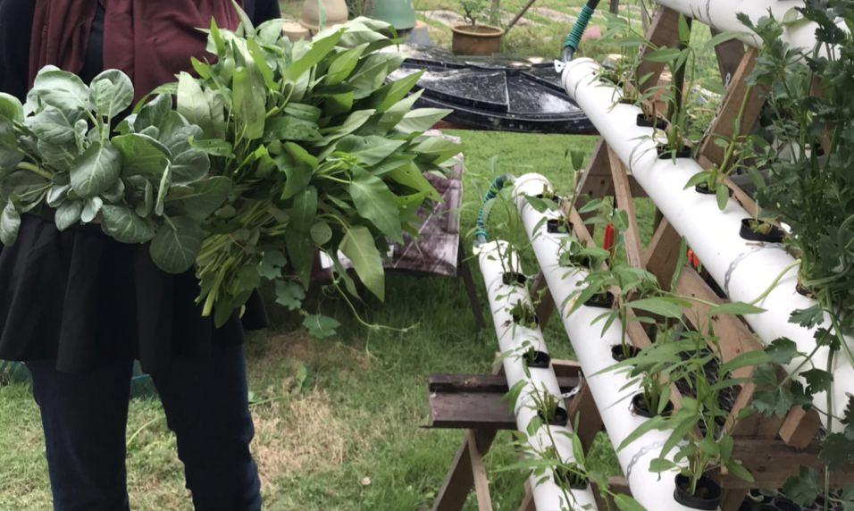 Messengers of Peace: Hydroponic and Aquaponic, Nature's True Hero!