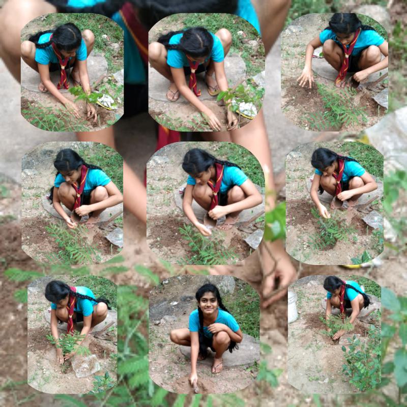 Plantations of more plants for less pollution