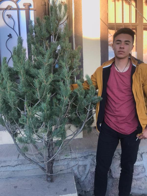 Arboles de Navidad