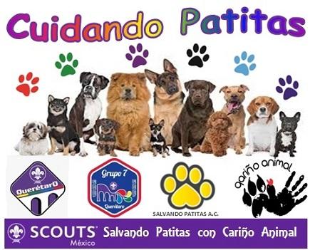 Cuidando Patitas