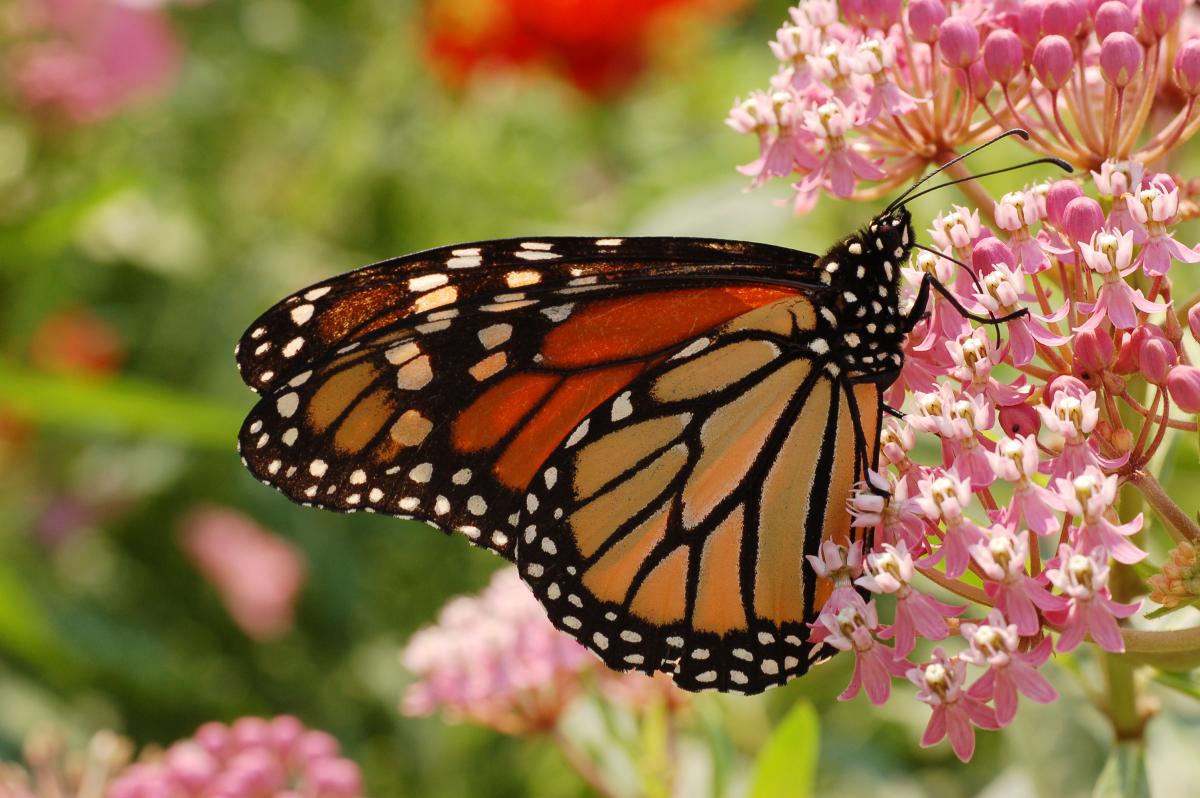 Monarchs For Peace