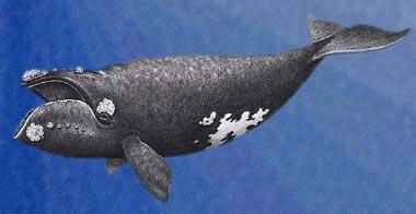 International North Atlantic Right Whale Conservation Project -- Join us!