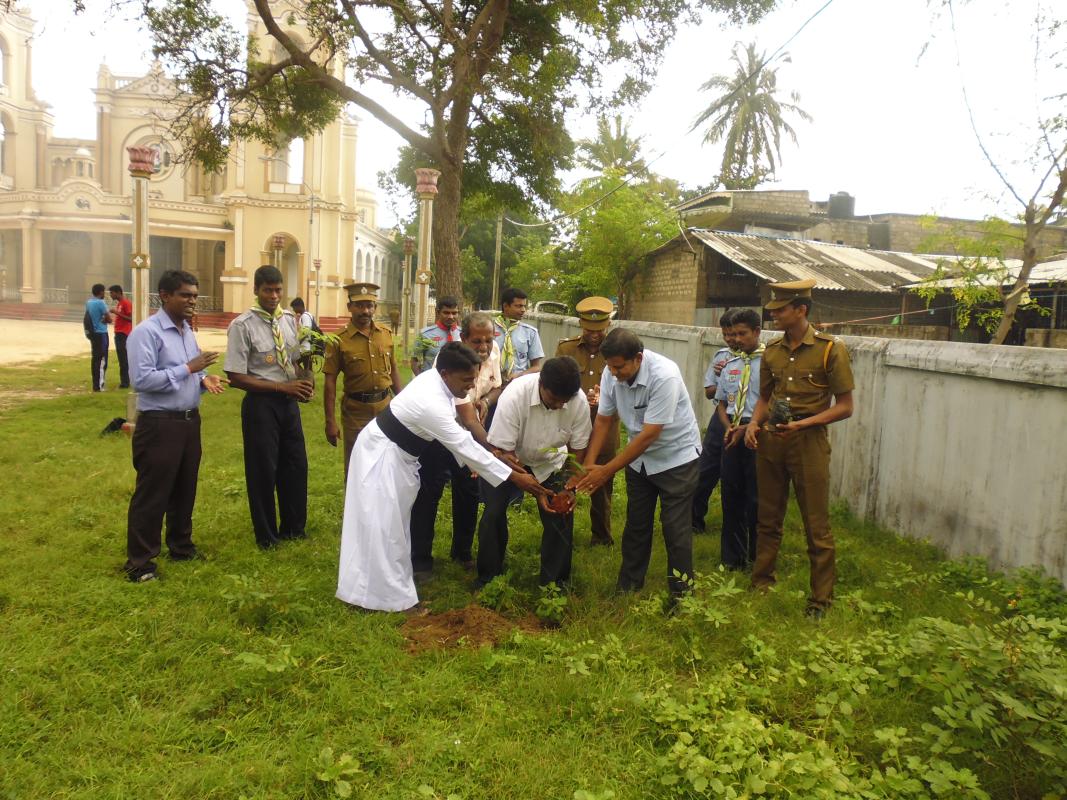Tree Plantation