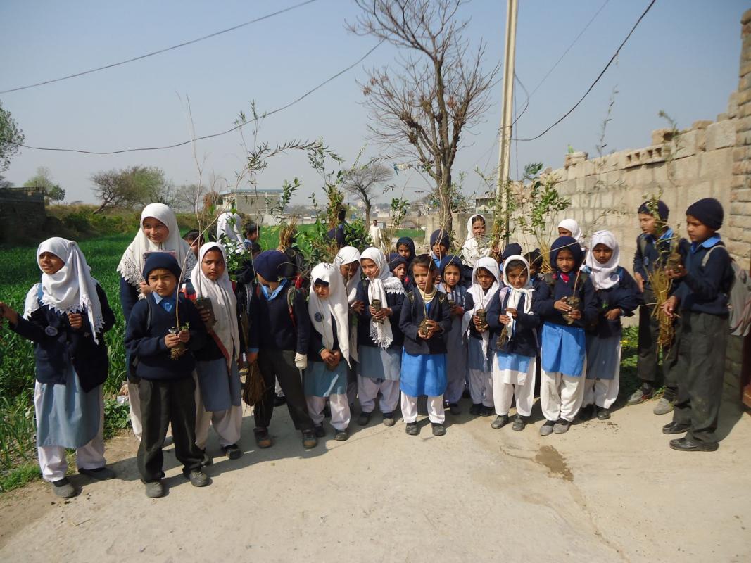 Fruit tree Plantation 