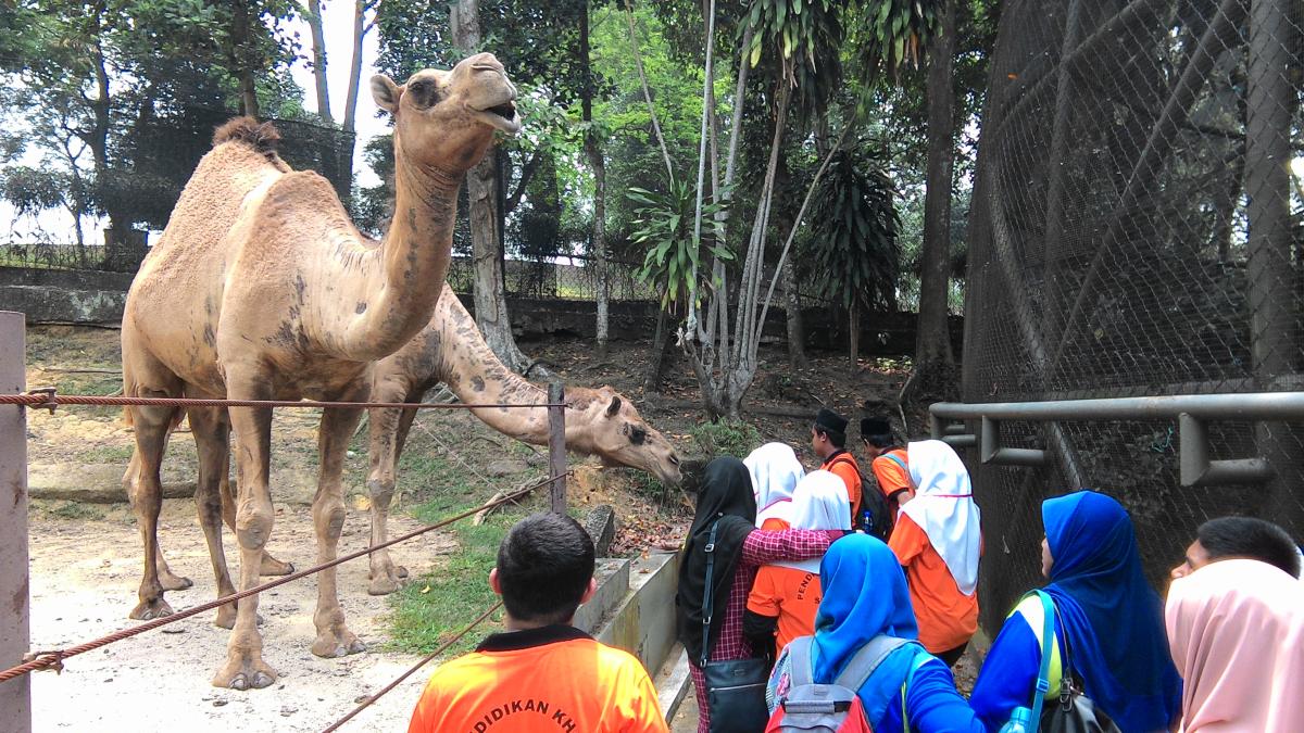 Mengenal Dan Mencintai Haiwan.