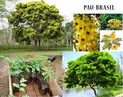 Preservação do Pau Brasil em Mateus Leme/MG