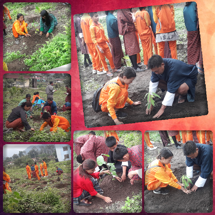 Green Bhutan through plantation 