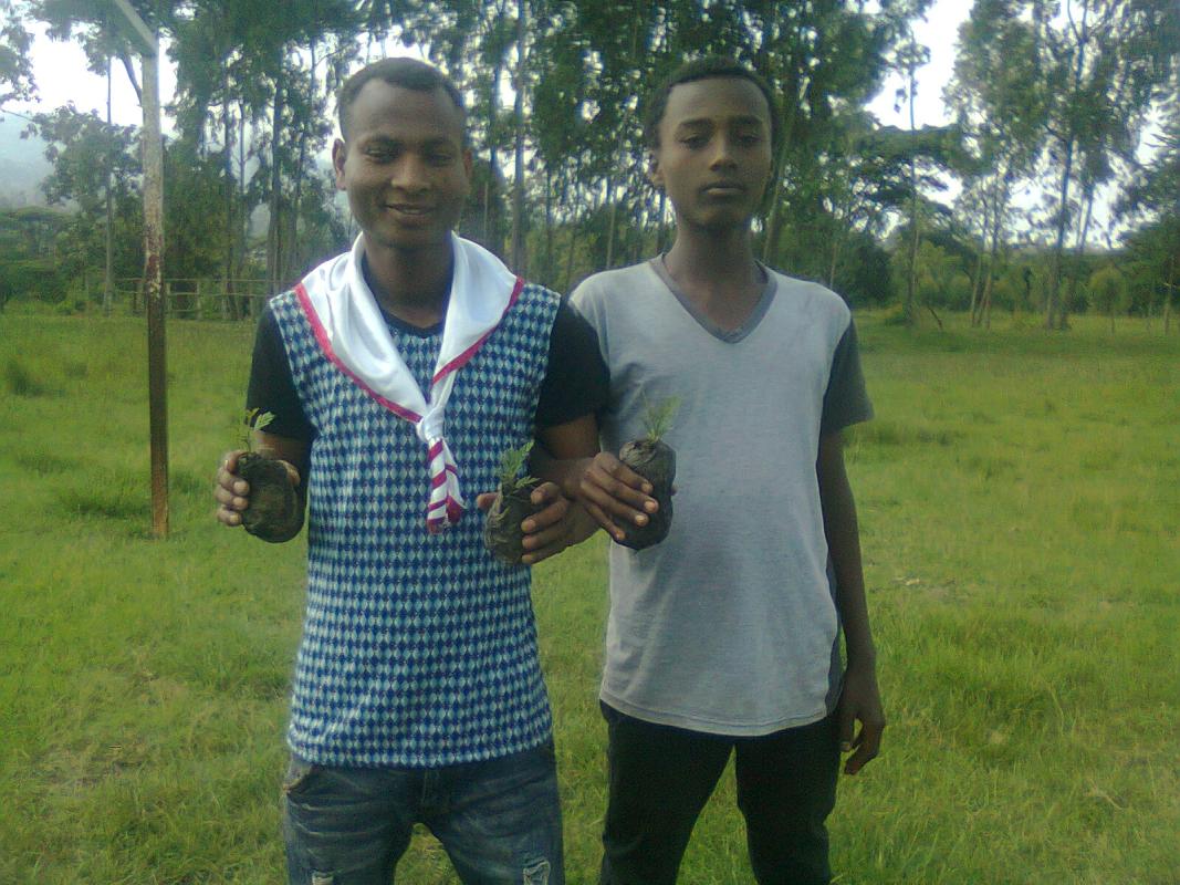 Tree planting