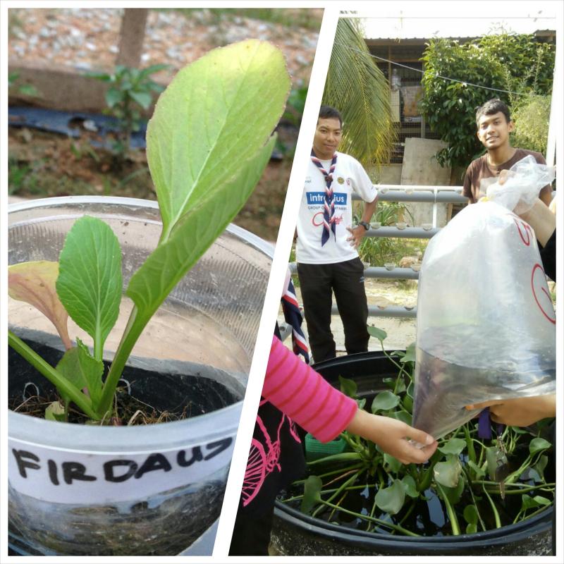 RELEASING CATFISHES AS NUTRIENTS SUPPLIER (SWA UPDATE 7)