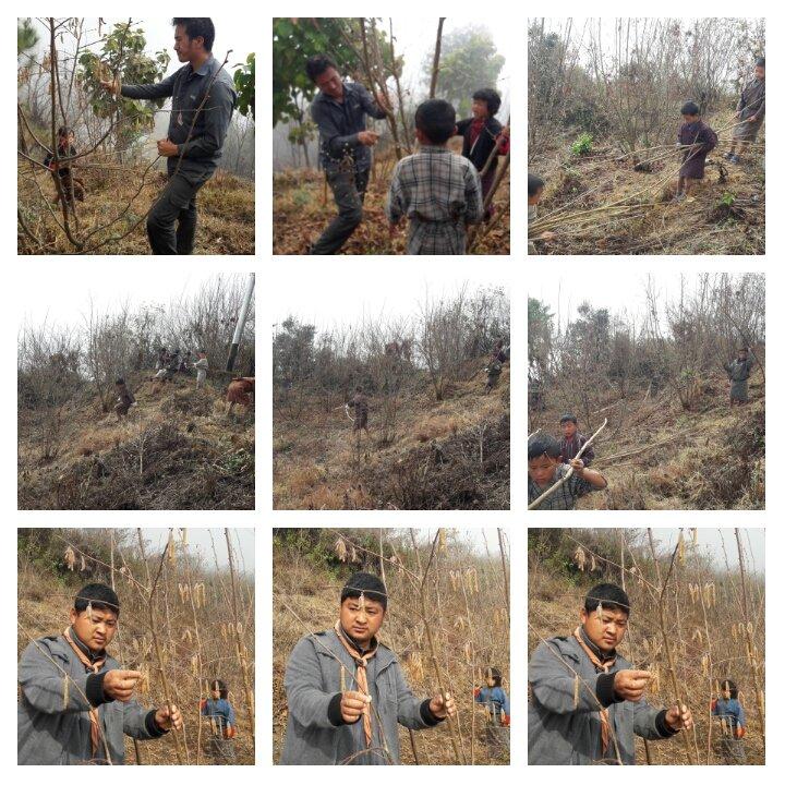 cleaning of hazelnut in the school.
