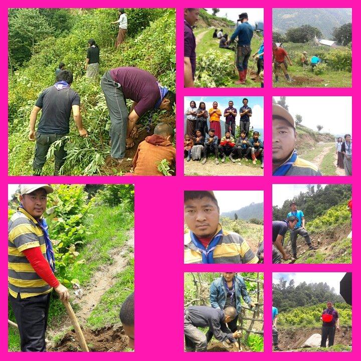 Transplant hazelnut.