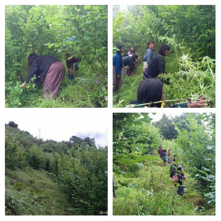 beautifying the campus 