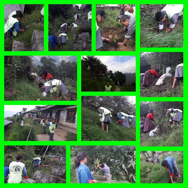 celebrate the social forestry day