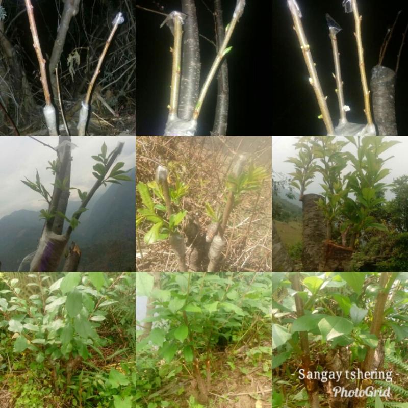 Applying the concept of vegetative propagation and increasing the yield of fruits of poor people