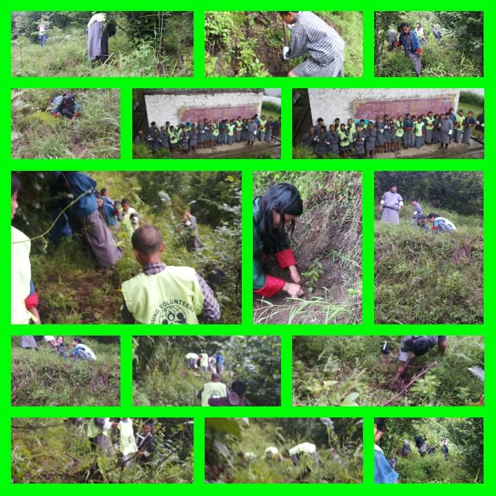 plantation of hazelnut on international day.