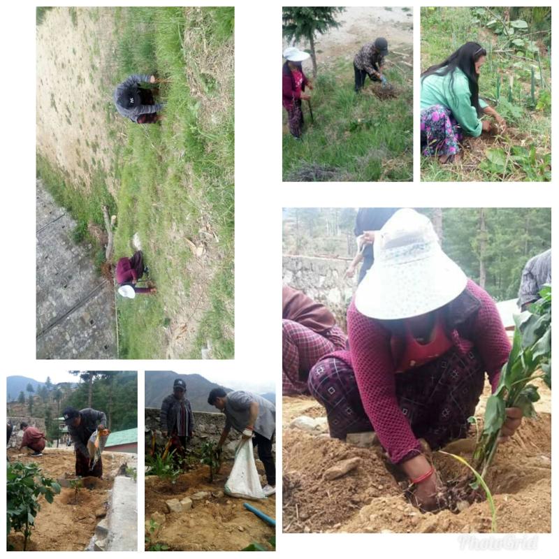 Tree plantation 