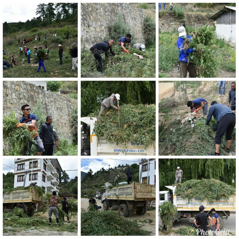 Uprooting the marujuna