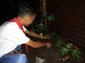 Tree Planting